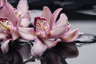 Orchidée rose sur des pierres zen dans l'eau