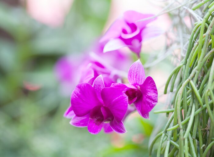 Sticker  Orchidée rose sur un arrière-plan flou