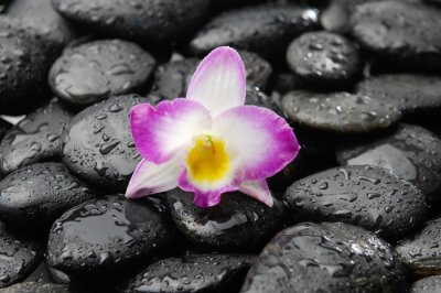 Sticker  orchidée sur des cailloux noirs humides