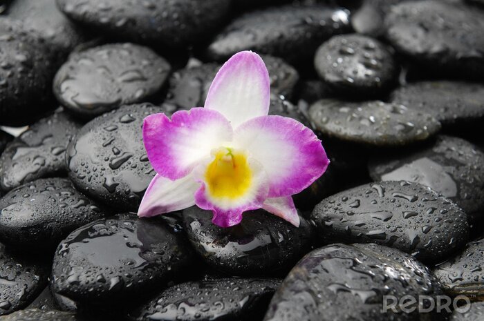 Sticker  orchidée sur des cailloux noirs humides