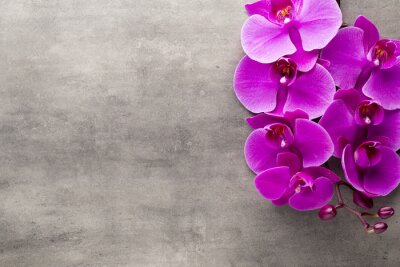 Sticker  Orchidée sur fond de béton