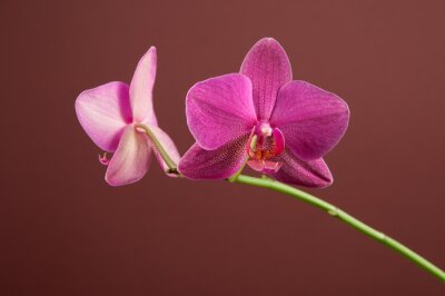 Orchidée sur fond marron