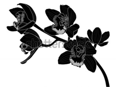 Sticker  Orchidée sur illustration noire
