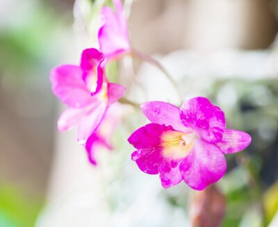 Orchidée sur une photo floue