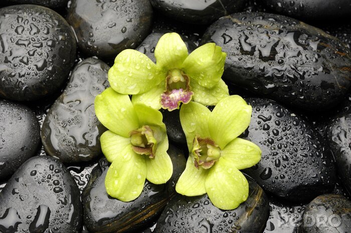Sticker  Orchidée verte et pierres zen avec goutte d'eau