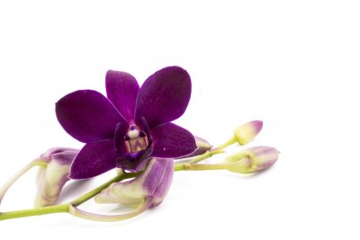 Orchidée violet foncé sur fond blanc