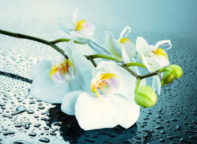 Orchidées claires et gouttes d'eau