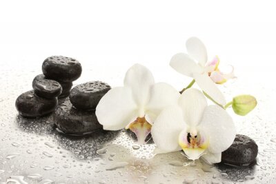 Orchidées et pierres lisses arrosées d'eau