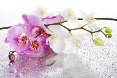Papier peint  Orchidées roses et blanches sur des gouttes d'eau