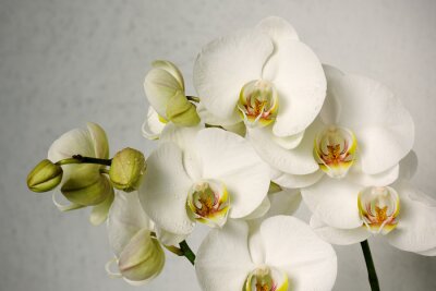 Orchidées tendance sur fond gris