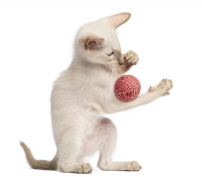 Sticker  Oriental Shorthair chaton, 9 semaines, jouant avec le ballon