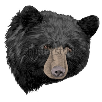 Sticker  ours noir croquis tête graphiques vectoriels couleur image