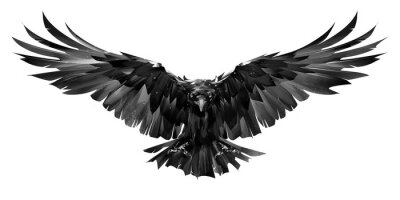 Sticker  painted raven bird in flight on a white background