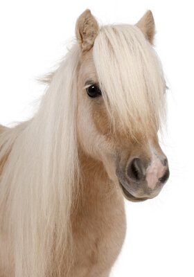 Sticker  Palomino Shetland, Equus caballus, 3 ans