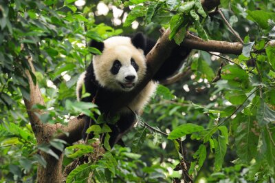 Panda géant grimpant à un arbre
