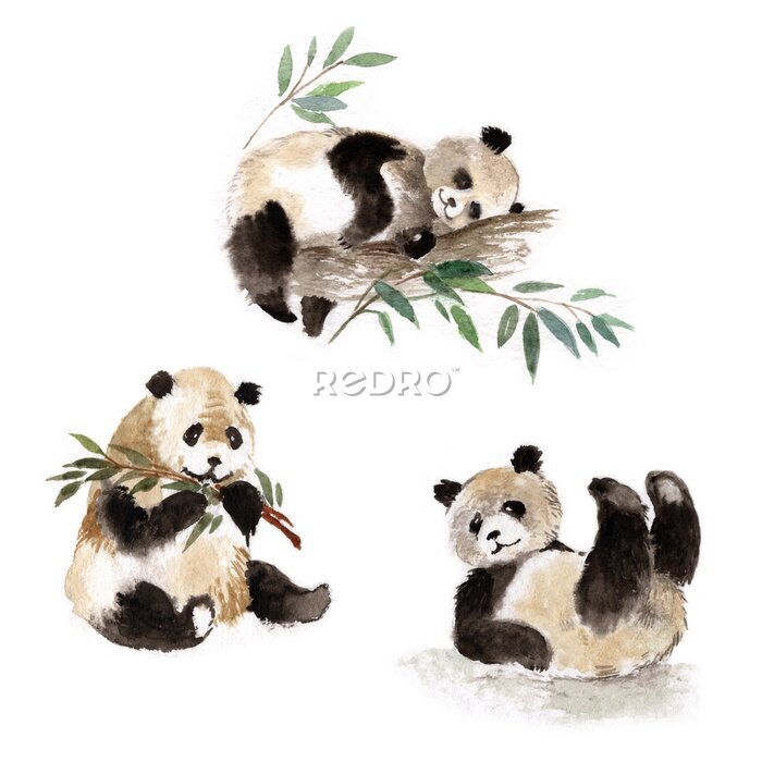 Sticker  Pandas peints à l'aquarelle sur un fond blanc