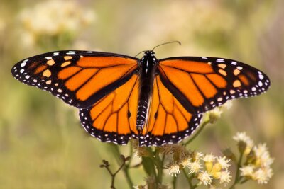 Sticker  Papillon agrandi