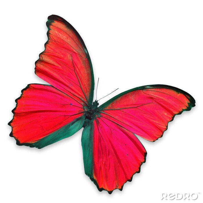 Sticker  Papillon aux ailes rouges