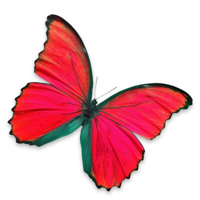 Sticker  Papillon aux ailes rouges