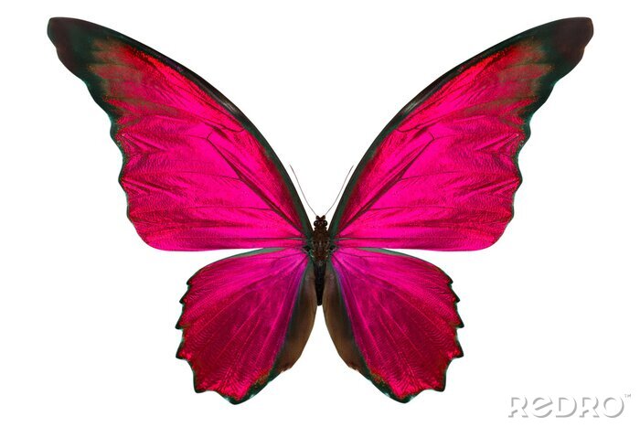 Sticker  Papillon aux couleurs vives