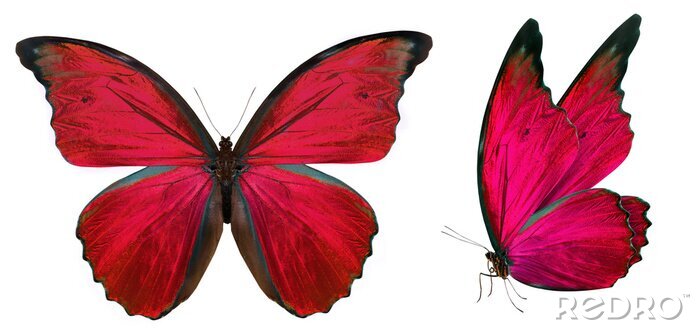 Sticker  Papillon aux tonalités de rouge