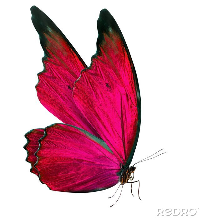 Sticker  Papillon avce les ailes fermées