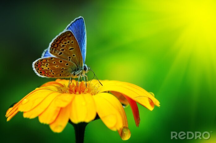 Sticker  Papillon bleu