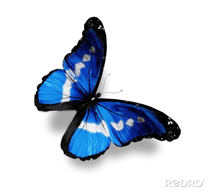 Sticker  Papillon bleu à points blancs