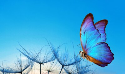 Papillon bleu assis sur une aigrette de pissenlit