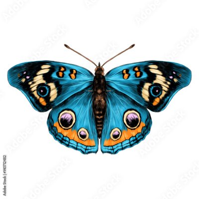 Sticker  Papillon bleu aux ailes magnifiquement colorées