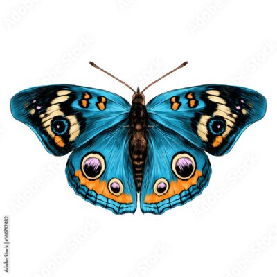 Sticker  Papillon bleu aux ailes magnifiquement colorées