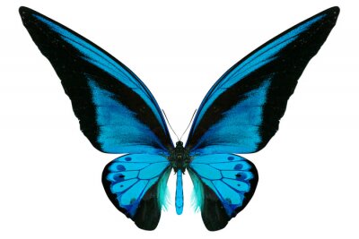 Papillon bleu clair sur fond blanc