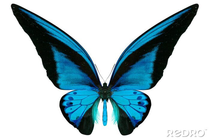 Sticker  Papillon bleu clair sur fond blanc