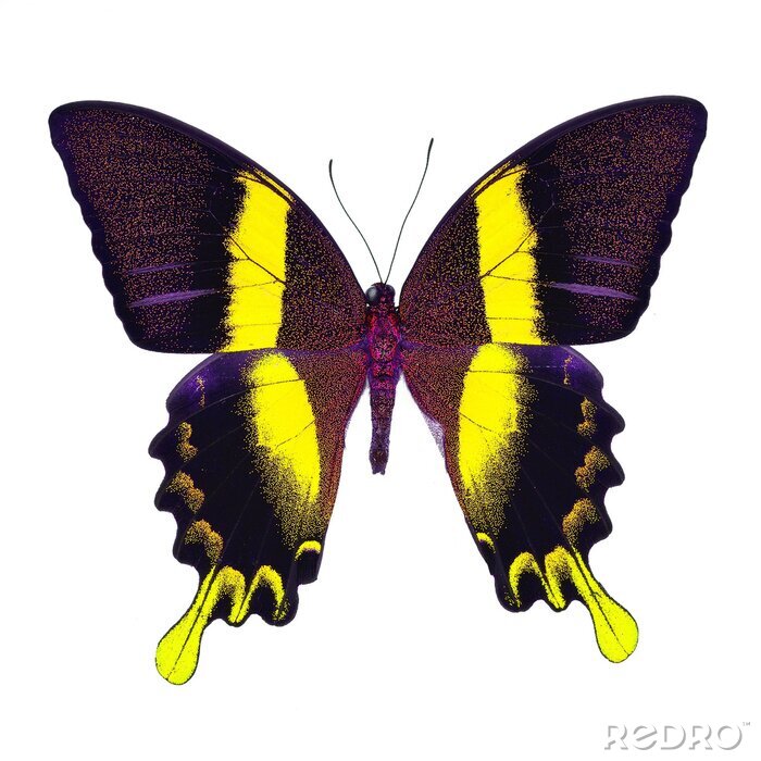 Sticker  Papillon coloré sur fond blanc