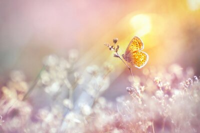 Papillon doré brille au soleil au coucher du soleil, macro. Herbe sauvage sur un pré en été sous les rayons du soleil doré. Image artistique douce et romantique de la vie sauvage.