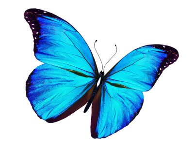 Sticker  Papillon exotique sur fond clair