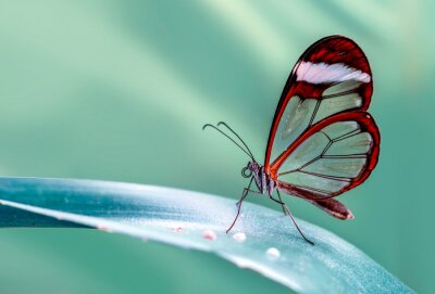 Papillon exotique sur une feuille de plante