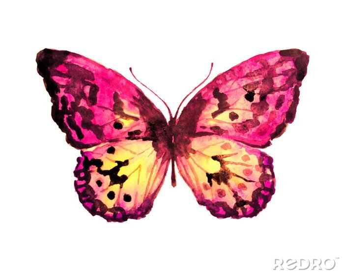 Sticker  Papillon fragile sur fond blanc