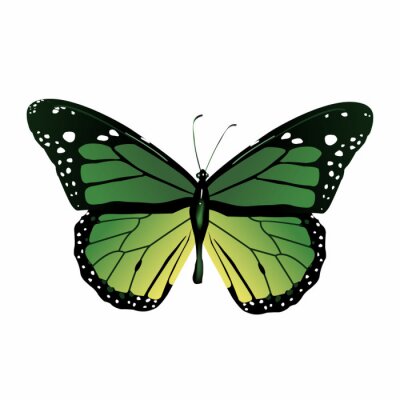 Sticker  Papillon graphique vert