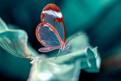 Papillon Greta sur une plante verte