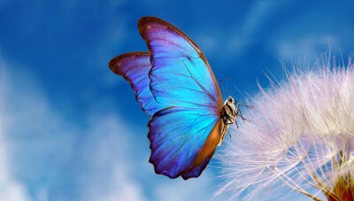 Papillon Morpho bleu sur un pissenlit