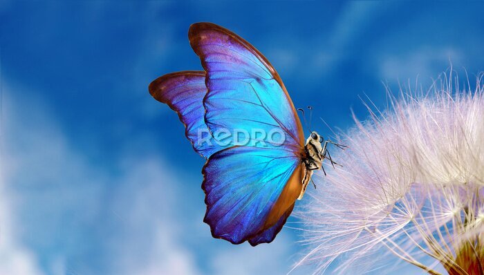 Sticker  Papillon Morpho bleu sur un pissenlit