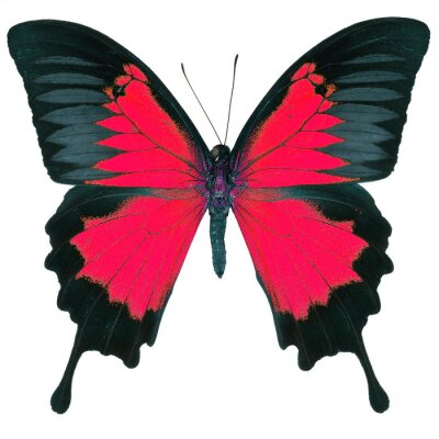 Papillon noir et rouge sur fond blanc