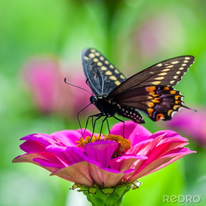 Sticker  Papillon noir sur une fleur rose