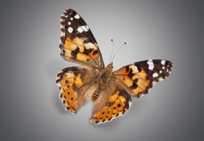 Sticker  Papillon réaliste sur fond gris
