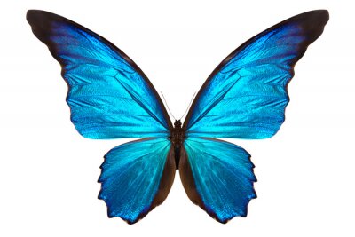 Sticker  Papillon sur fond clair