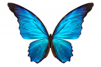 Sticker  Papillon sur fond clair