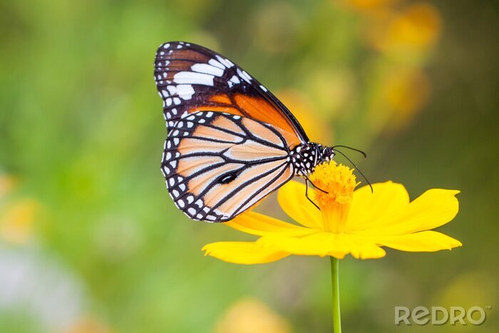 Sticker  Papillon sur une fleur