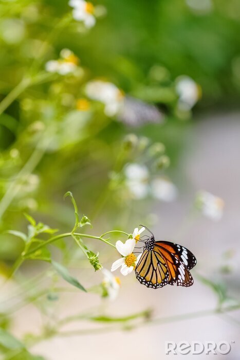 Sticker  Papillon sur une fleur des champs