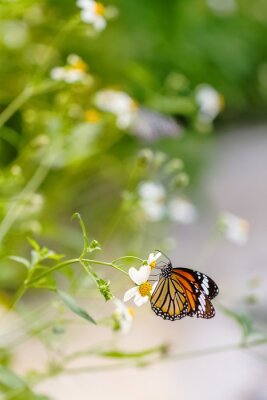 Sticker  Papillon sur une fleur des champs
